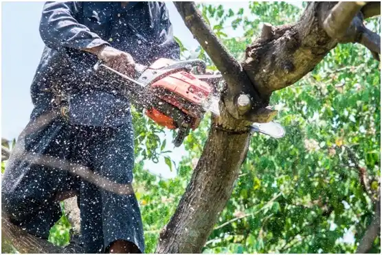 tree services Montclair